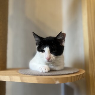寂しそうな顔????が切ない子猫ナッキー
