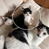 寂しそうな顔????が切ない子猫ナッキー サムネイル2