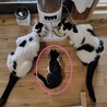 寂しそうな顔????が切ない子猫ナッキー サムネイル3