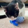 寂しそうな顔????が切ない子猫ナッキー サムネイル4