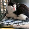 寂しそうな顔????が切ない子猫ナッキー サムネイル5