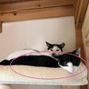 寂しそうな顔????が切ない子猫ナッキー サムネイル6