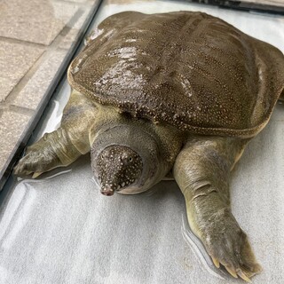 スッポン里親募集中！