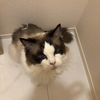 ラグドールのブランくん