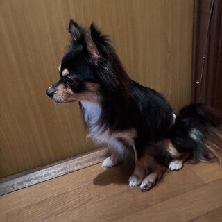 至急募集しています