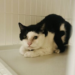 「8月1日（土）「保護猫の譲渡会」開催します！」サムネイル3