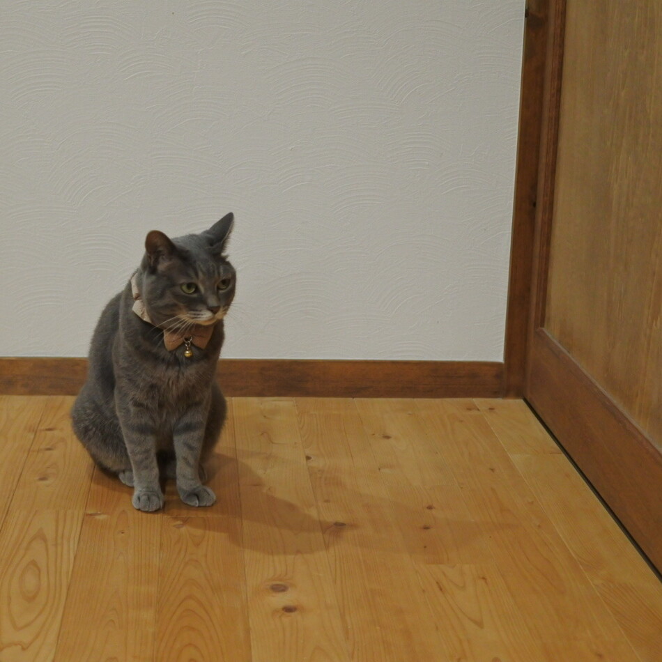 みょーすけのカバー写真