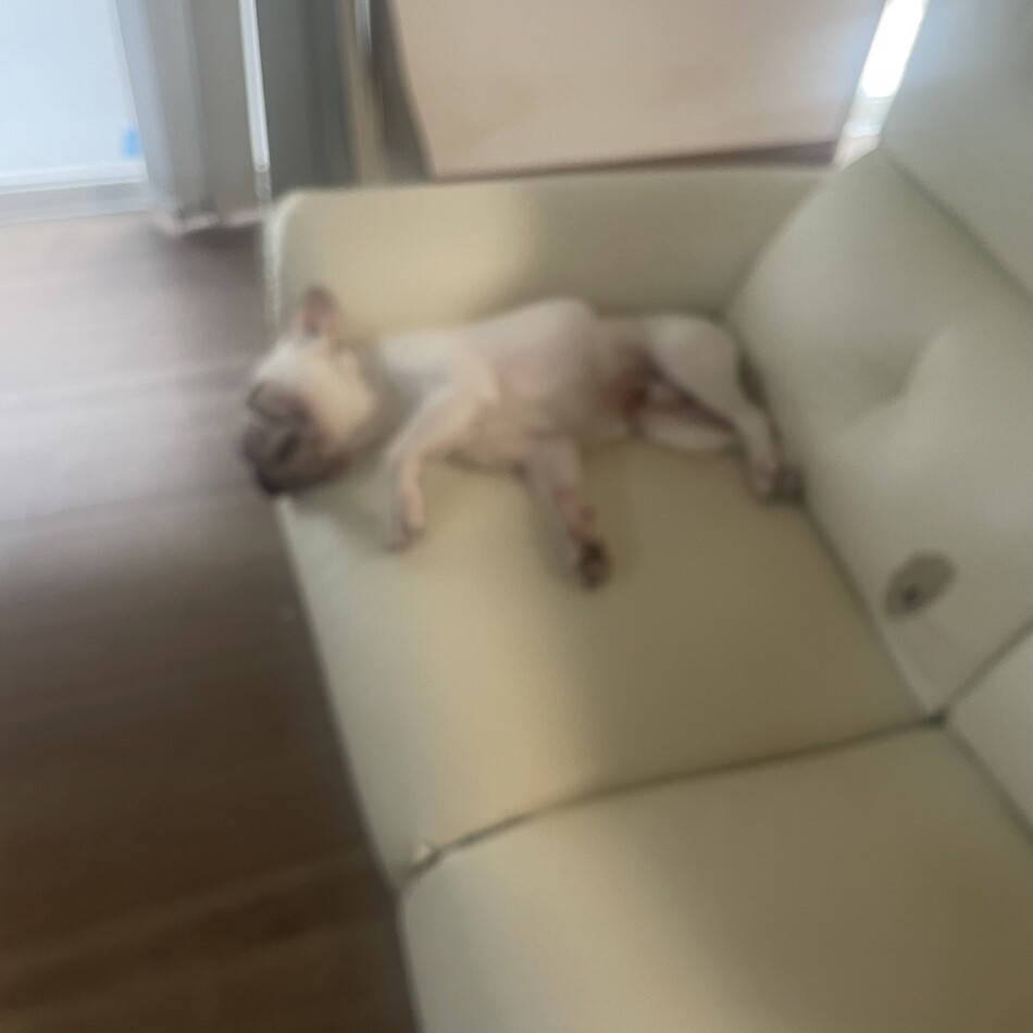 ダンのカバー写真