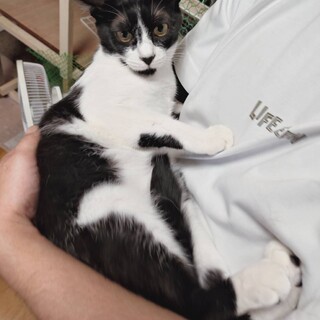 かわいいハチワレ 甘えん坊