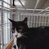 かわいいハチワレ 甘えん坊 サムネイル2