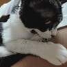 かわいいハチワレ 甘えん坊 サムネイル3