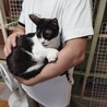 かわいいハチワレ 甘えん坊 サムネイル4