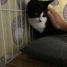かわいいハチワレ 甘えん坊 サムネイル5