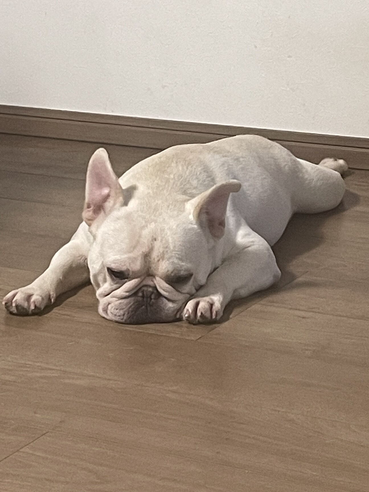 至急　飼い主募集します！ サムネイル1