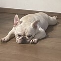 至急　飼い主募集します！