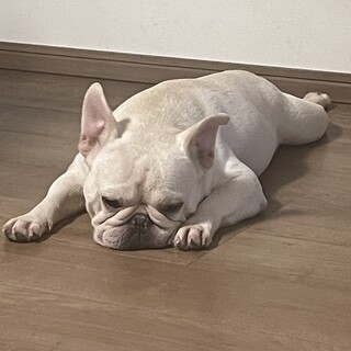 至急　飼い主募集します！