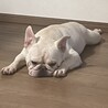 至急　飼い主募集します！ サムネイル1
