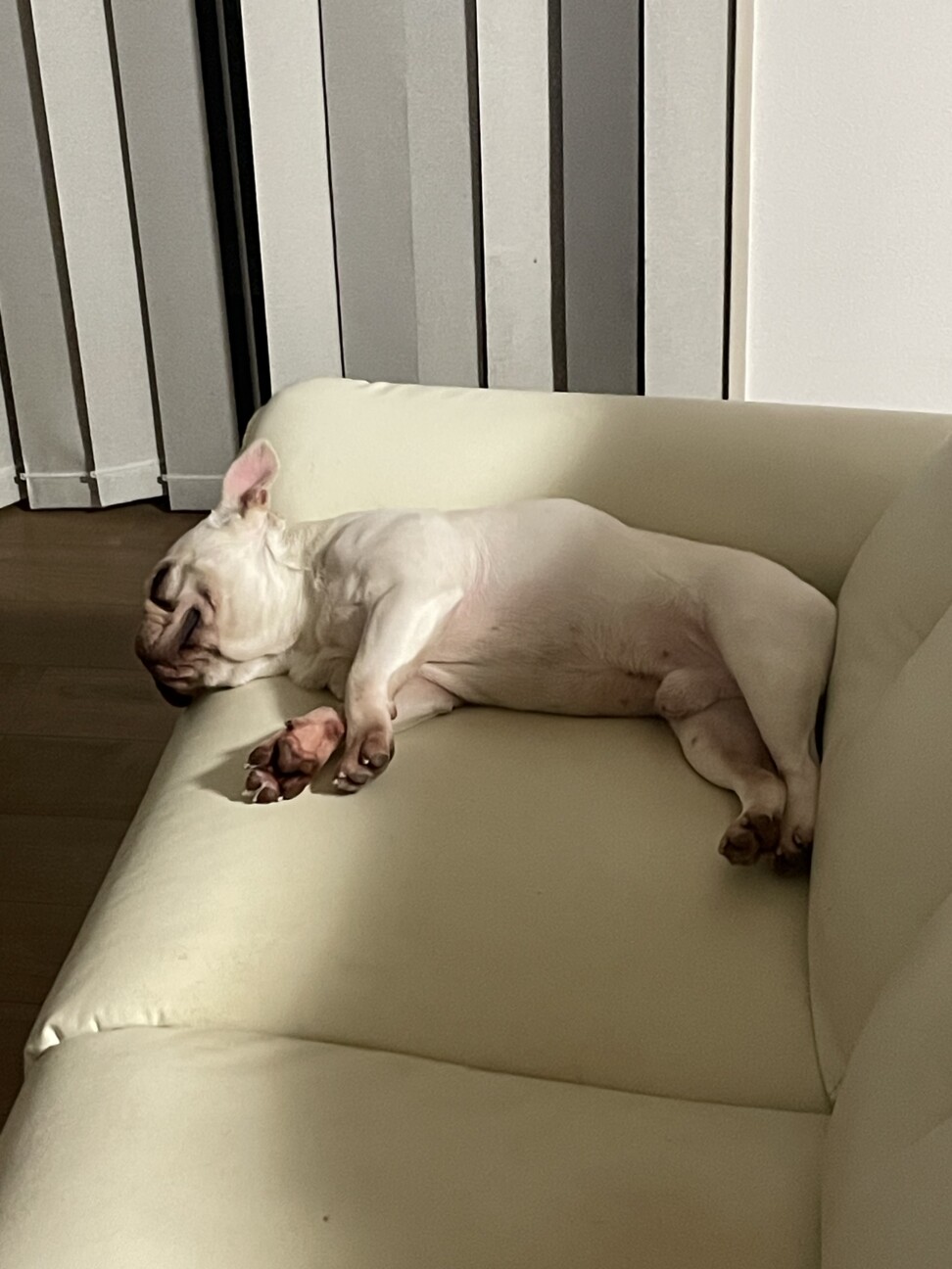 至急　飼い主募集します！ サムネイル2