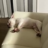 至急　飼い主募集します！ サムネイル2