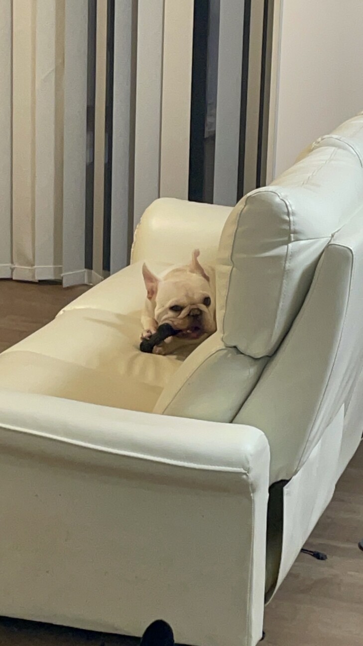 至急　飼い主募集します！ サムネイル3