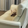 至急　飼い主募集します！ サムネイル3