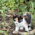 キレイな三毛猫
