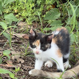 キレイな三毛猫