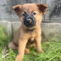 濃いこげ茶色の鼻黒がカッコいい タンゴくん