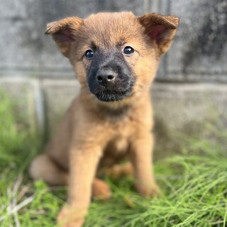 濃いこげ茶色の鼻黒がカッコいい タンゴくん