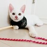 早期去勢手術チップ済◼️素直なギャン鳴き男児 サムネイル2