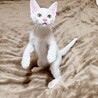 早期去勢手術チップ済◼️素直なギャン鳴き男児 サムネイル7
