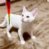早期去勢手術チップ済◼️素直なギャン鳴き男児 サムネイル6
