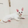 早期去勢手術チップ済◼️素直なギャン鳴き男児 サムネイル5