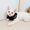 早期去勢手術チップ済◼️素直なギャン鳴き男児 サムネイル3