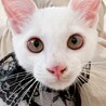 早期去勢手術チップ済◼️素直なギャン鳴き男児 サムネイル4