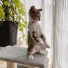 ◼️早期避妊手術チップ済◼️穏やかニャンズ1/4 サムネイル7