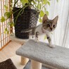 ◼️早期避妊手術チップ済◼️穏やかニャンズ1/4 サムネイル6