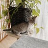 ◼️早期避妊手術チップ済◼️穏やかニャンズ1/4 サムネイル4