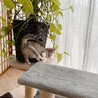 ◼️早期避妊手術チップ済◼️穏やかニャンズ1/4 サムネイル3