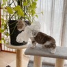 ◼️早期避妊手術チップ済◼️穏やかニャンズ1/4 サムネイル2