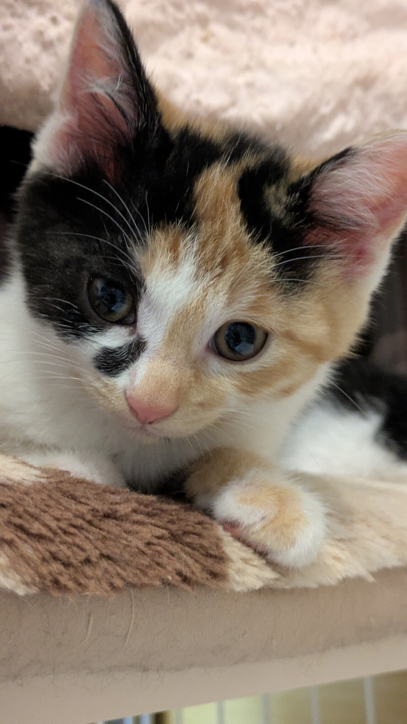 hacodecoさま　三毛猫ちゃん お顔模様が個性的な三毛猫ちゃん」茨城県 - 猫の里親募集(544455) 1枚