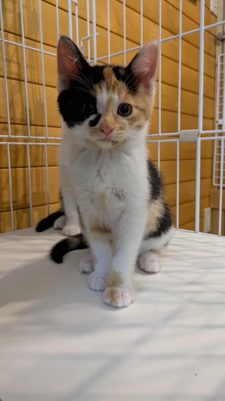 お顔模様が個性的な三毛猫ちゃん」茨城県 - 猫の里親募集(544455) 3枚