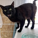 まるで小さな黒豹だけどとても穏やかなクロマくん