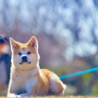 秋田犬の里親募集中 さん