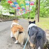 チャチャゆ
