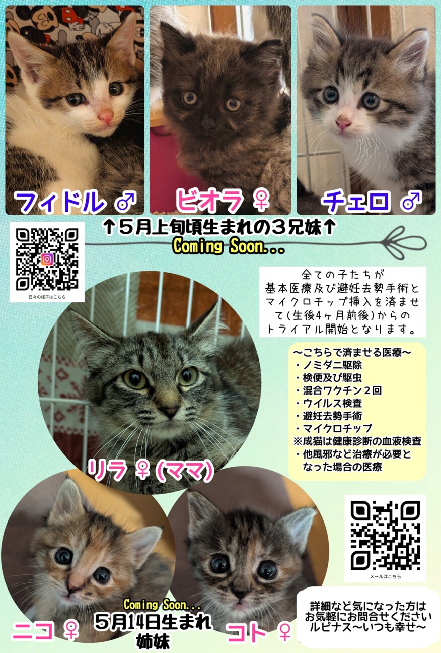 ハンドメイド ボタンの狼 里親 募集中 チェロ(2匹ペア優先)」埼玉県 - 猫の里親募集(544466) 7枚目の画像