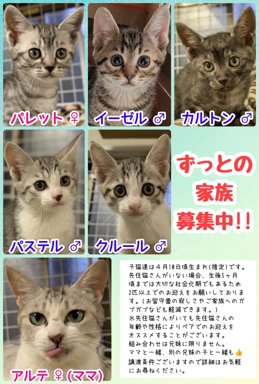 チェロ(2匹ペア優先)」埼玉県 - 猫の里親募集(544466) 6枚目の画像