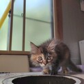 可愛いサビ長毛