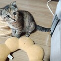 サビちゃん