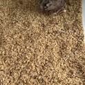 並ウズラ　オス　
